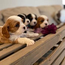 Cavalier King Charles Spaniel Puppies from SHANNON'S CAVALIERS