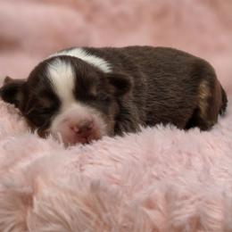 Thing 1 - Red tri female Miniature Australian Shepherd puppy in Austin, Texas from ATX Mini Aussies