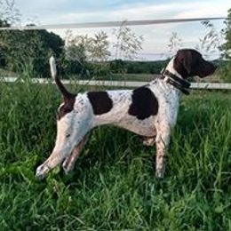 German Shorthaired Pointer All Grown Up from Shining Star GSP's
