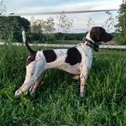 German Shorthaired Pointer All Grown Up from Shining Star GSP's