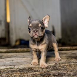 French Bulldog Puppies from Cocoskennel