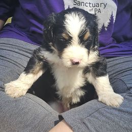 Marshall - Tri-color male Bernedoodle puppy in Candia, New Hampshire from Joyful Pastures Homestead