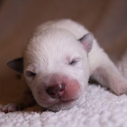 Australian Cattle Dog Puppies from Kanku