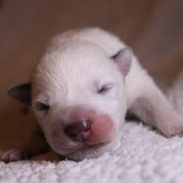 Australian Cattle Dog Puppies from Kanku