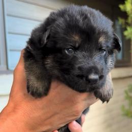 Green - Black and tan male German Shepherd puppy in Windsor, Colorado from German Shepherds