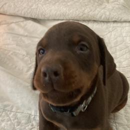 Yellow Puppers - Red and rust female Doberman Pinscher puppy in Harvard, Illinois from The Defender Farm