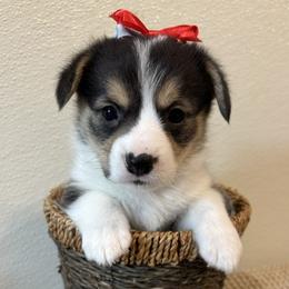 JOEY - Black and tan female Pembroke Welsh Corgi puppy in Hinton, Oklahoma from Green Cloud Ranch