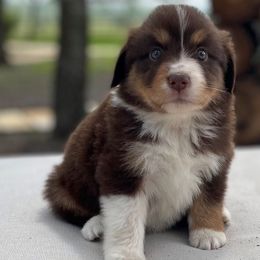Penny - Australian Shepherd puppy in Hempstead, Texas from SkyBrynn Aussies