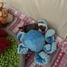 Rosebud - Red and white Bulldog puppy in Tierra Verde, Florida from Destiny Kennel
