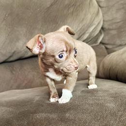 Tiny Teacup Dallas - Chocolate and white male Chihuahua puppy in Alvord, Texas from Gift of Gods Favor