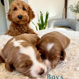Boy 2 - Red  male Goldendoodle puppy in Glendale, Arizona from Follow Your Bliss Doodles