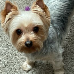 Yorkshire Terriers from Cali Hands Yorkshire Terriers