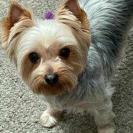 Yorkshire Terriers from Cali Hands Yorkshire Terriers