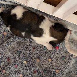 Boy 1 - Tricolor male Shih Tzu puppy in Choctaw, Oklahoma from Karen Elliott