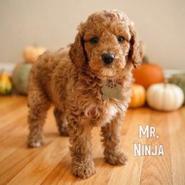 Mr. Ninja - Apricot male Cavapoo puppy in Sacramento, California from Dandy Doodles Goldendoodles