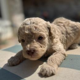 Noodle - Cream male Goldendoodle puppy in Shreveport, Louisiana from Cottage Doodles