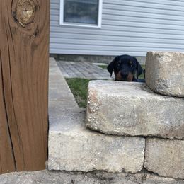 Doberman Pinscher Puppies from TeatreeDoberman