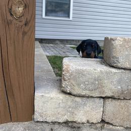Doberman Pinscher Puppies from TeatreeDoberman