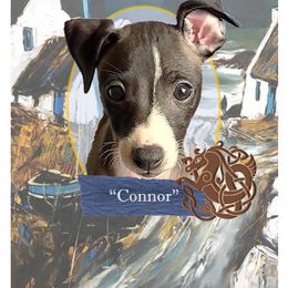 Connor - Italian Greyhound puppy in Virginia from Selah Kennel