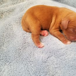Cavalier King Charles Spaniel Puppies from Castle Rock Cavaliers
