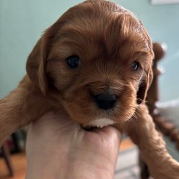 White Girl - Ruby Cavalier King Charles Spaniel puppy in University Place, Washington from Crosby's Cavaliers