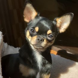 Madison - Chihuahua