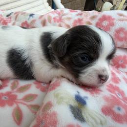 Allison - Blue and white female Chihuahua puppy in Amity, Pennsylvania from Rhoda and Verna