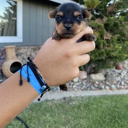 Boy 1 - Black and tan male Yorkshire Terrier puppy in Ceres, California from Mr.Yorkie