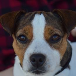Meatball - Jack Russell Terrier
