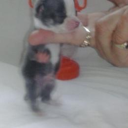 Chihuahua Puppies from Chilove Chihuahuas