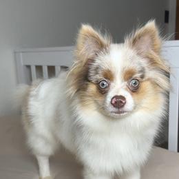 Sugar - Lavender female Pomeranian puppy in Hughes Springs, Texas from Hughes Springs Tx Poms