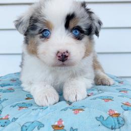 Gimlet - Blue merle male Australian Shepherd puppy in Kearney, Nebraska from Helix Aussies