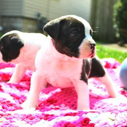 American Bully Puppies from Get It Right Bullyz