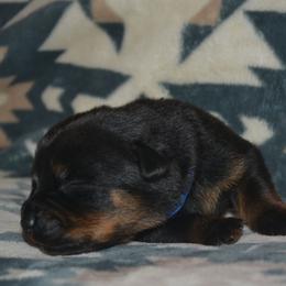 Boy 1 - Black and mahogany male Rottweiler puppy in Ethel, Washington from Titanenheim Rottweilers