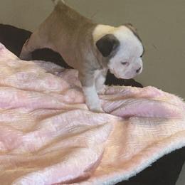 Jordan - Seal and white Boston Terrier puppy in Nottingham, New Hampshire from Brenda Wilber’s Bostons