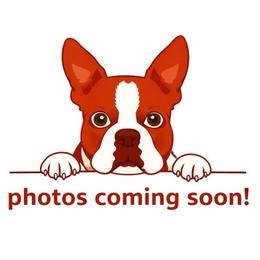 Fiona - Red female Boston Terrier puppy in Charlotte, Michigan from Witselle Bostons