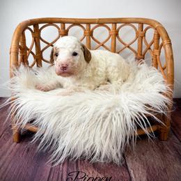 Pippen - Parti male Goldendoodle puppy in from Pink Poodles and Doodles