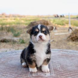 S'more - Black and tan male Pembroke Welsh Corgi puppy in Stockton, Utah from BW Corgis