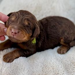 Green collar boy - Phantom male Bernedoodle puppy in Colorado Springs, Colorado from Mercy Mountain Bernedoodles