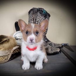 German Shepherd and Pembroke Welsh Corgi Puppies from J&R Shepherds & Corgis