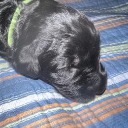 Green collar - Black female Giant Schnauzer puppy in Atoka, Oklahoma from Hannah's Haus & Farm