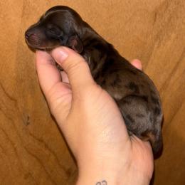 Sarabi - Brindle female Dachshund puppy in Lumberton, Mississippi from Doris’ Darlin Doxies & Doodles