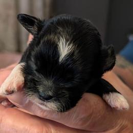 Joy - Black female Lhasa Apso puppy in Fort Worth, Texas from Cynthia's Lhasa Apsos