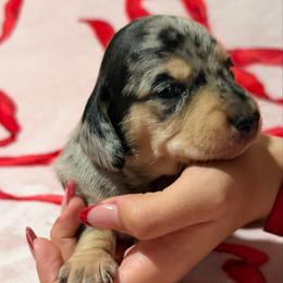 Ace the silver dapple - Dapple male Dachshund puppy in El Cajon, California from Lisa Buxton