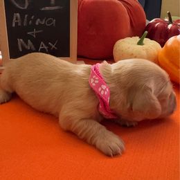 Girl 1 - Cream female Dachshund puppy in Jackson, Mississippi from Doxies Galore