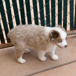 Ambrose - Yellow male Miniature Australian Shepherd puppy in Taylor, Arizona from Holy Ghost Ranch, Inc