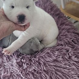 Snow white girl 3 - Black female Siberian Husky puppy in Springfield, Massachusetts from 16acreshuskies