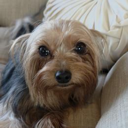 Jenny - Yorkshire Terrier
