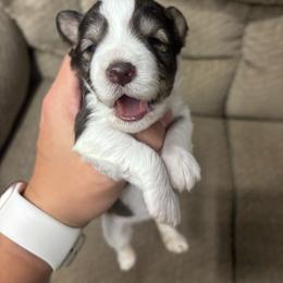 Maggie May - Parti female Miniature Schnauzer puppy in Plaucheville, Louisiana from Honey Doux Southern Paws