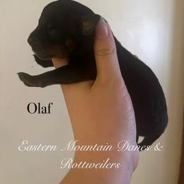 Olaf - Black and mahogany male Rottweiler puppy in Hermon, Maine from Eastern Mountain Danes & Rottweilers